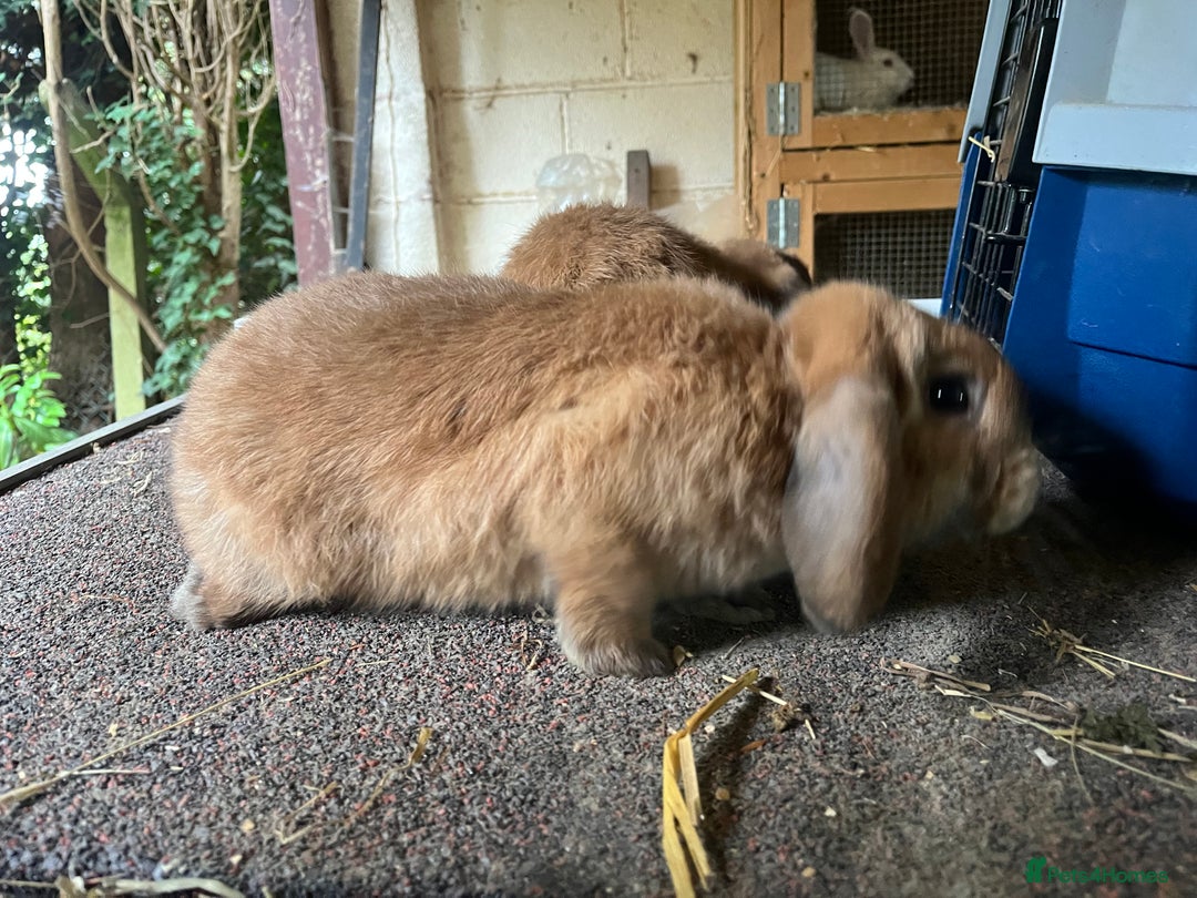 Mini Lop rabbits for sale: 2 female sooty fawns  - Image 3