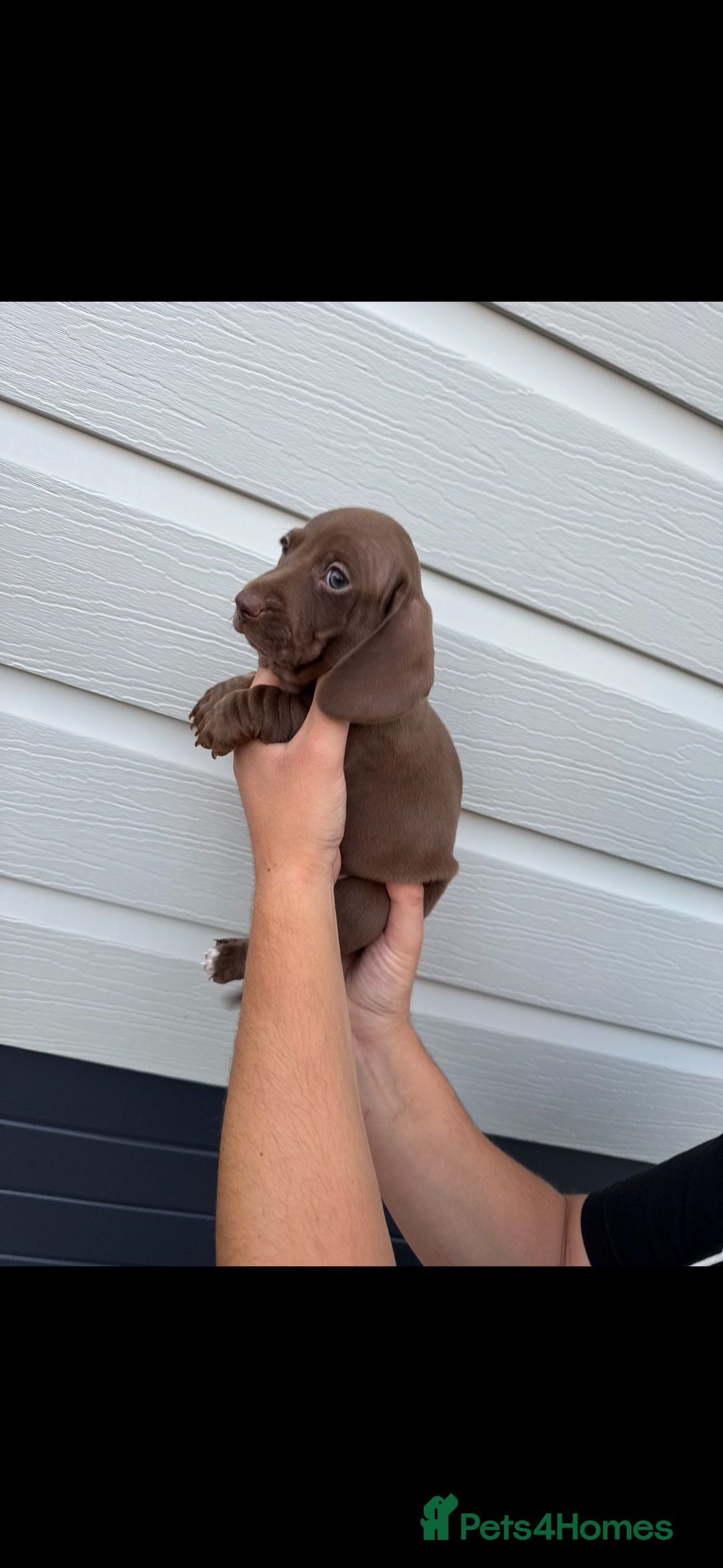 Miniature Dachshund dogs for sale: Miniature Dachsund Puppies (licensed breeder) - Image 1