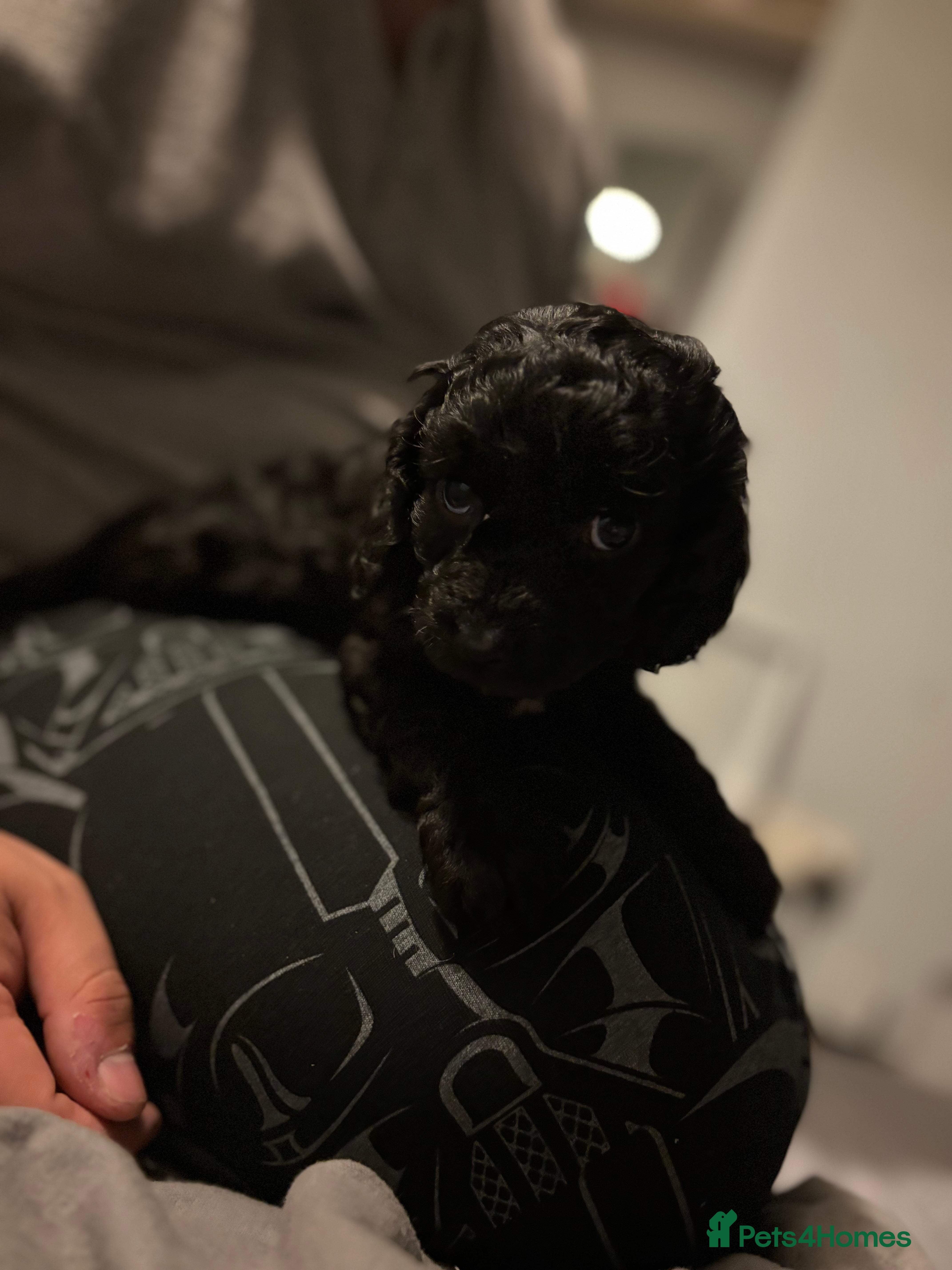 Cockapoo dogs 7 beautiful Cockapoo puppies  - Advert 5