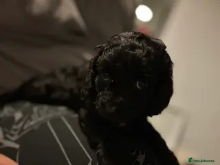 Cockapoo dogs 7 beautiful Cockapoo puppies - Advert 5