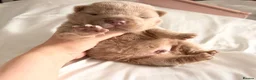 Shar Pei dogs for sale: ⭐️ BEAR COAT Shar pei Pups ⭐️ - Advert 3
