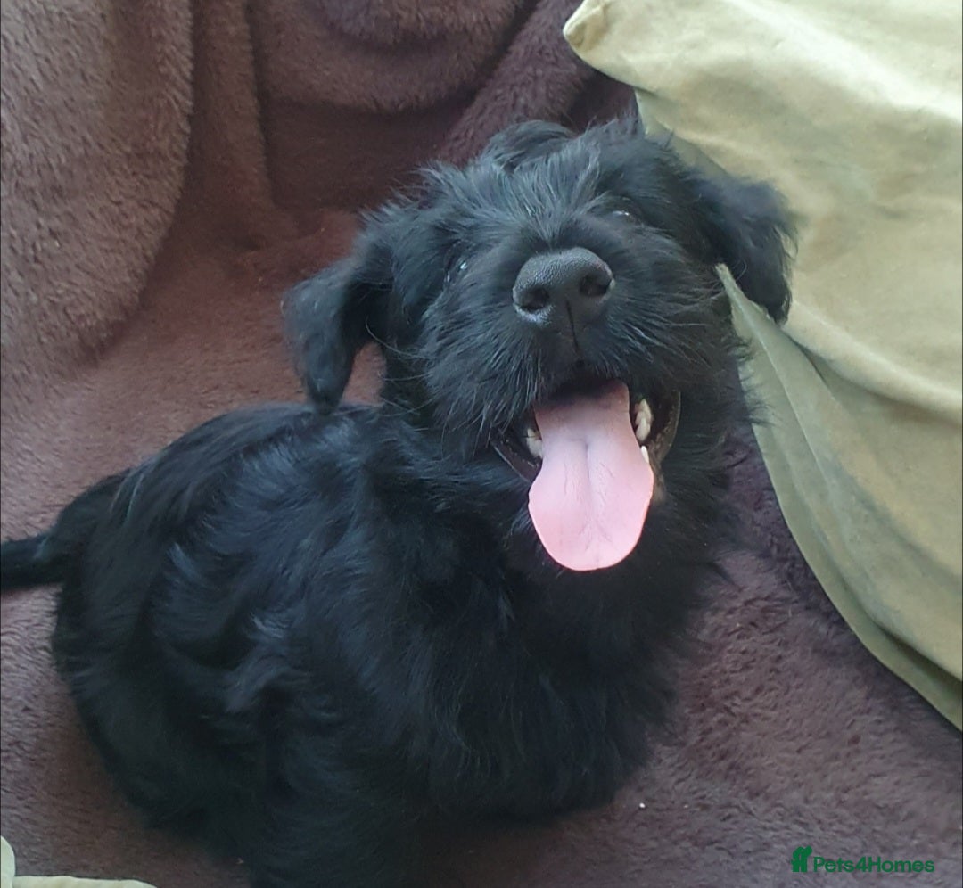 Scottish Terrier dogs for sale: Girl KC Reg vWD/CMO Clear Scottish Terrier Puppy  - Image 8