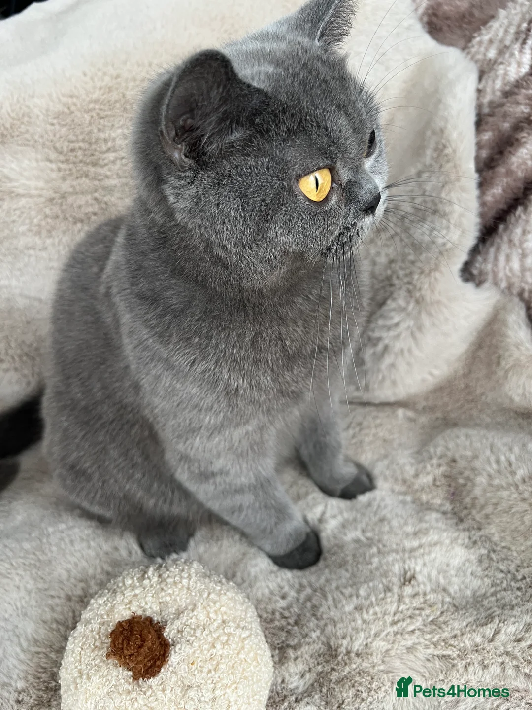 British Shorthair cats for sale: Stunning British Shorthair Kittens - Advert 10