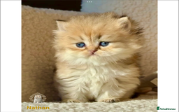 British Shorthair cats for sale: World Class Golden BSH/BLH Chinchilla, Shaded & CP - Image 24