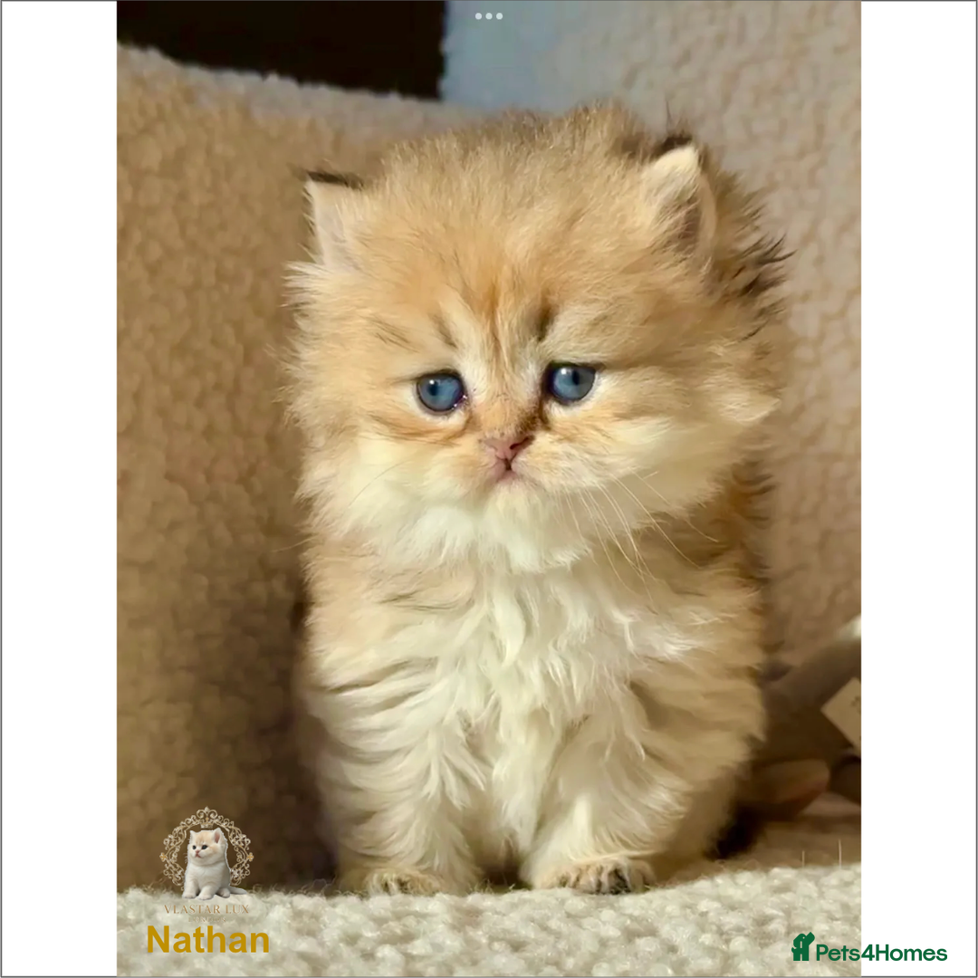 British Shorthair cats for sale: World Class Golden BSH/BLH Chinchilla, Shaded & CP - Image 24