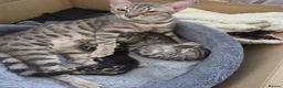 Bengal cats for sale: Bengal kittens for sale  - Advert 3