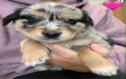 Golden Retriever dogs for sale: Beautiful Golden Retriever x Border Collies Pups - Image 13