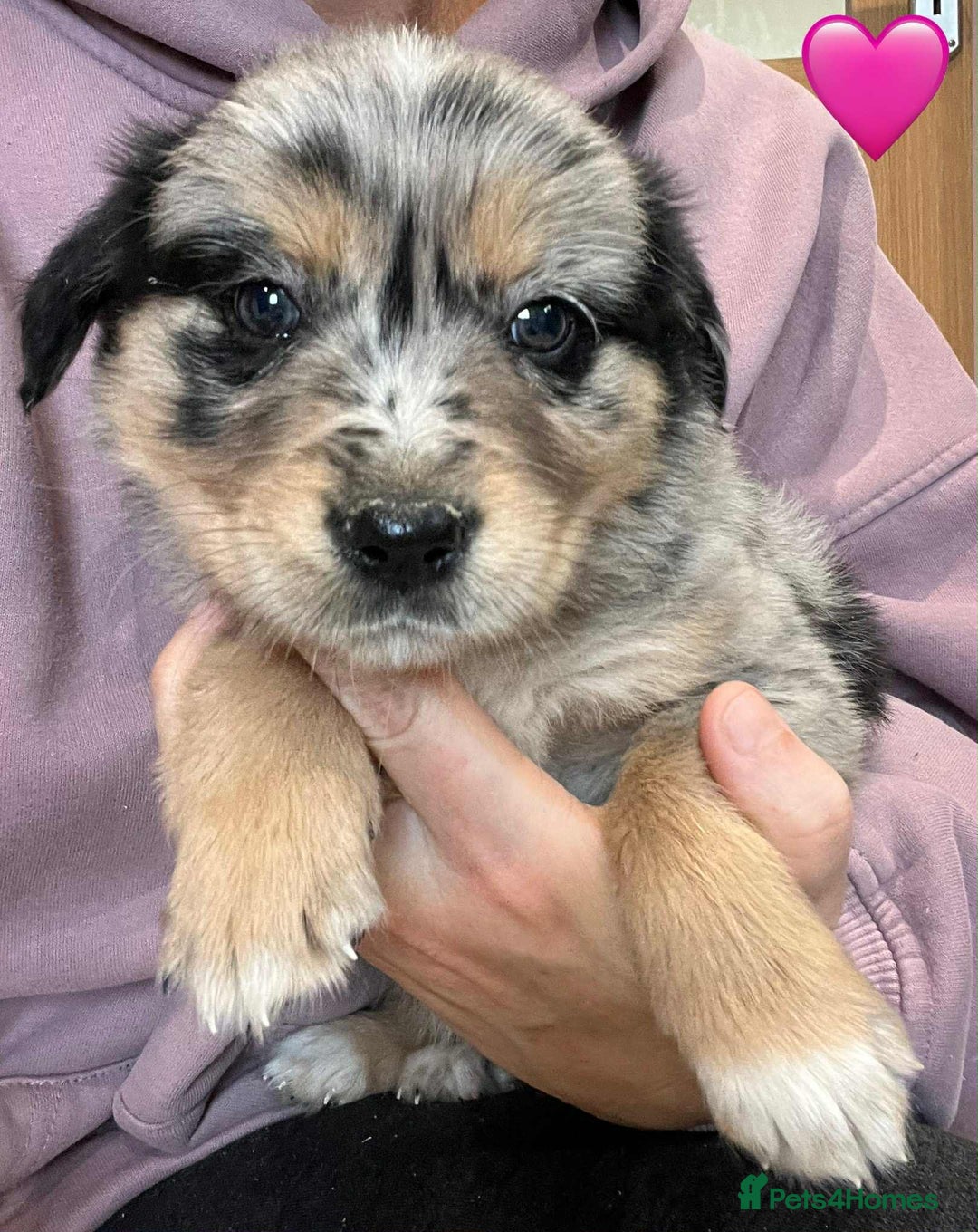 Golden Retriever dogs for sale: Beautiful Golden Retriever x Border Collies Pups - Image 13