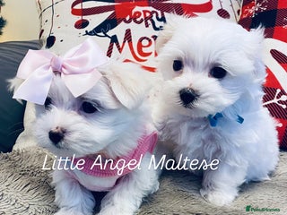 Maltese dogs ✨ Outstanding KC half-Korean Maltese Puppies ✨ - Advert 4