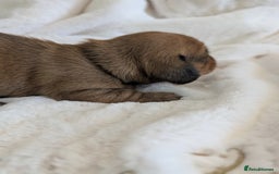 Miniature Dachshund dogs for sale: Smooth shaded red - Image 20
