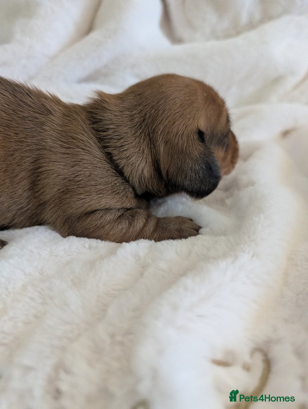 Miniature Dachshund dogs for sale: Smooth shaded red - Image 20