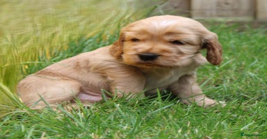 Cocker Spaniel dogs - Advert 10
