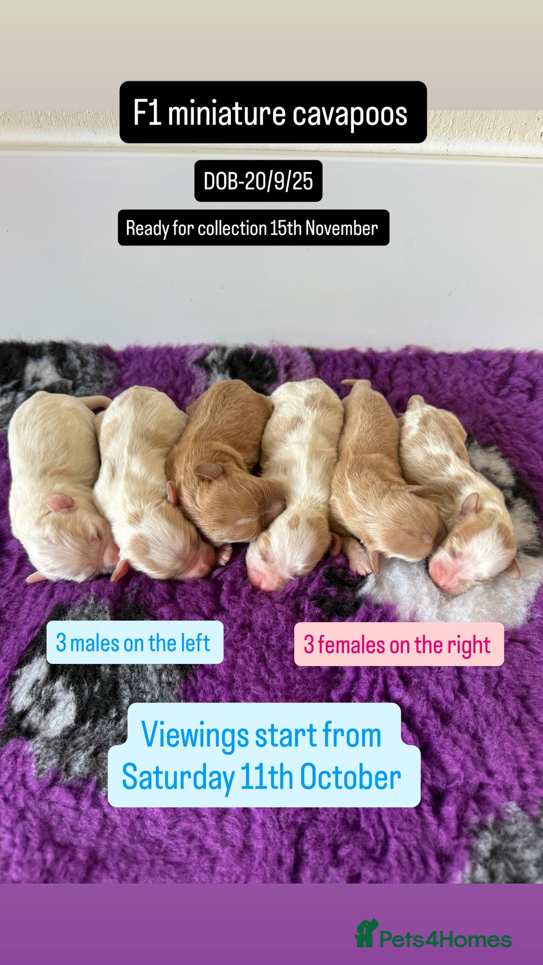 Cavapoo dogs for sale: F1 miniature cavapoos  - Image 1