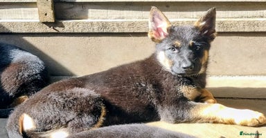German Shepherd dogs - Advert 9