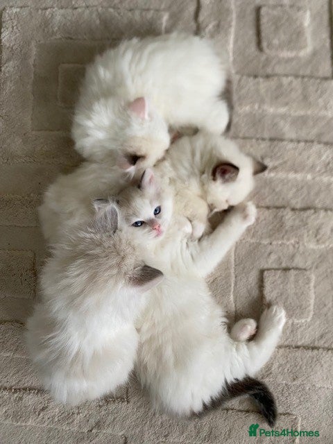 Ragdoll cats TICA REGISTERED PUREBRED RAGDOLL KITTENS AVAILABLE - Advert 15