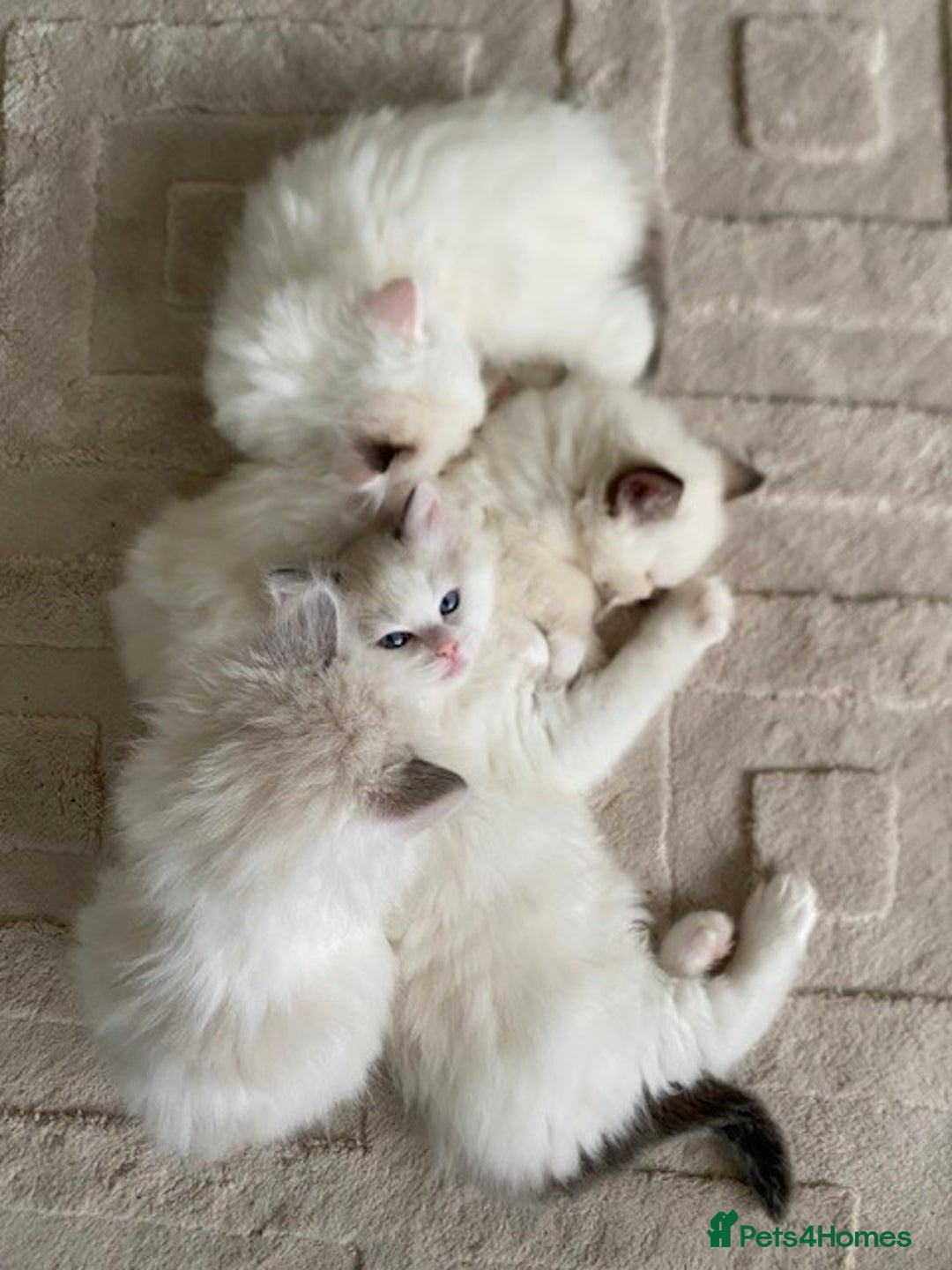 Ragdoll cats for sale: TICA REGISTERED PUREBRED RAGDOLL KITTENS AVAILABLE - Advert 1
