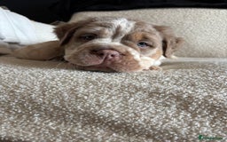 Olde English Bulldogge dogs for sale: READY NOW ✨ FLUFFY OLDE ENGLISH BULLDOGS  - Image 4