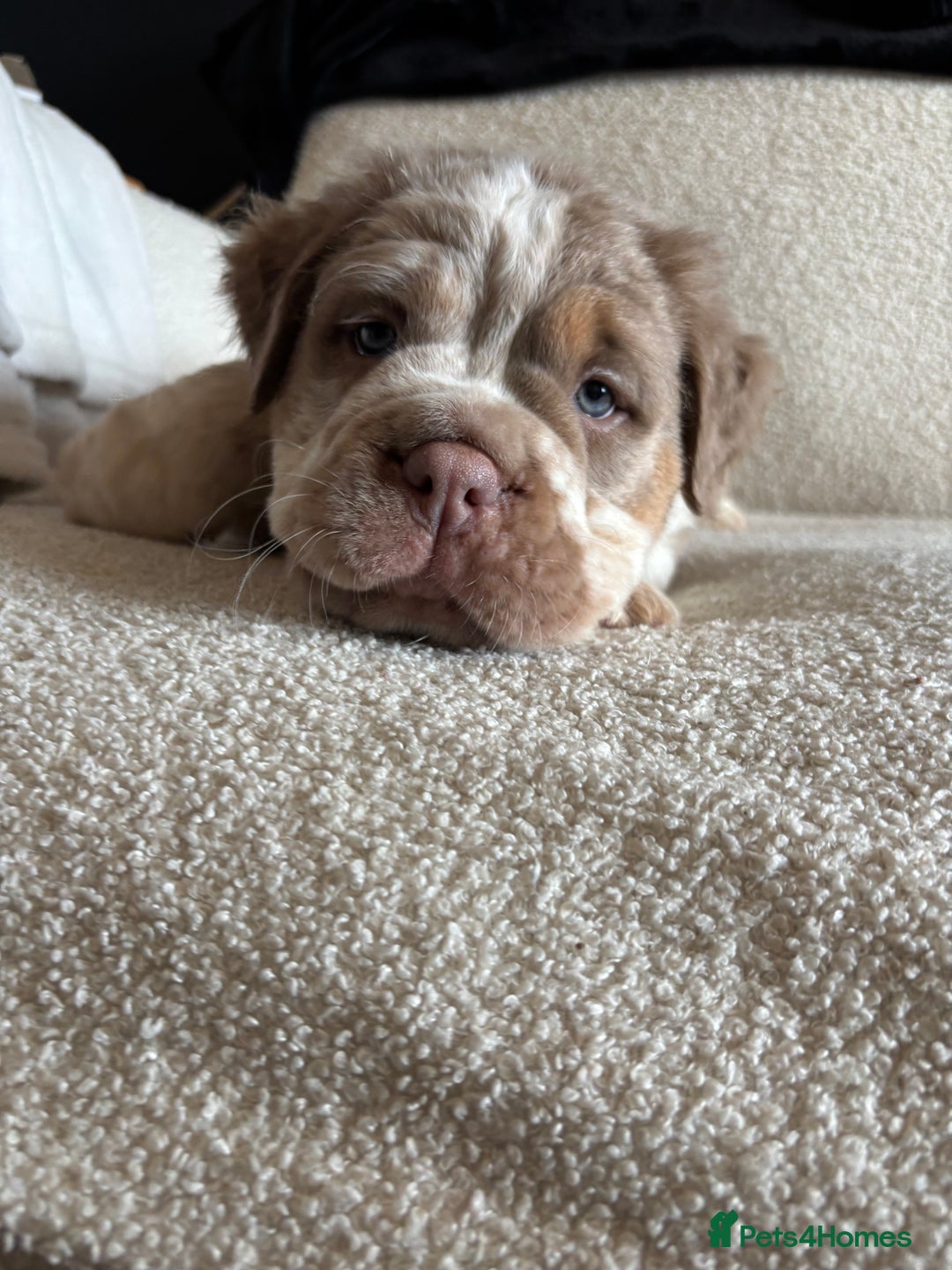 Olde English Bulldogge dogs for sale: READY NOW ✨ FLUFFY OLDE ENGLISH BULLDOGS  - Image 4