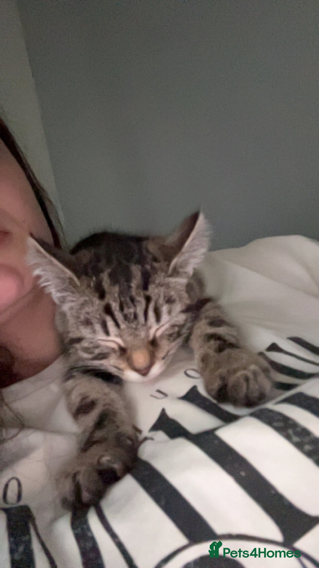 Domestic Shorthair cats for sale: Very loving tabby kitten ready now  - Image 3