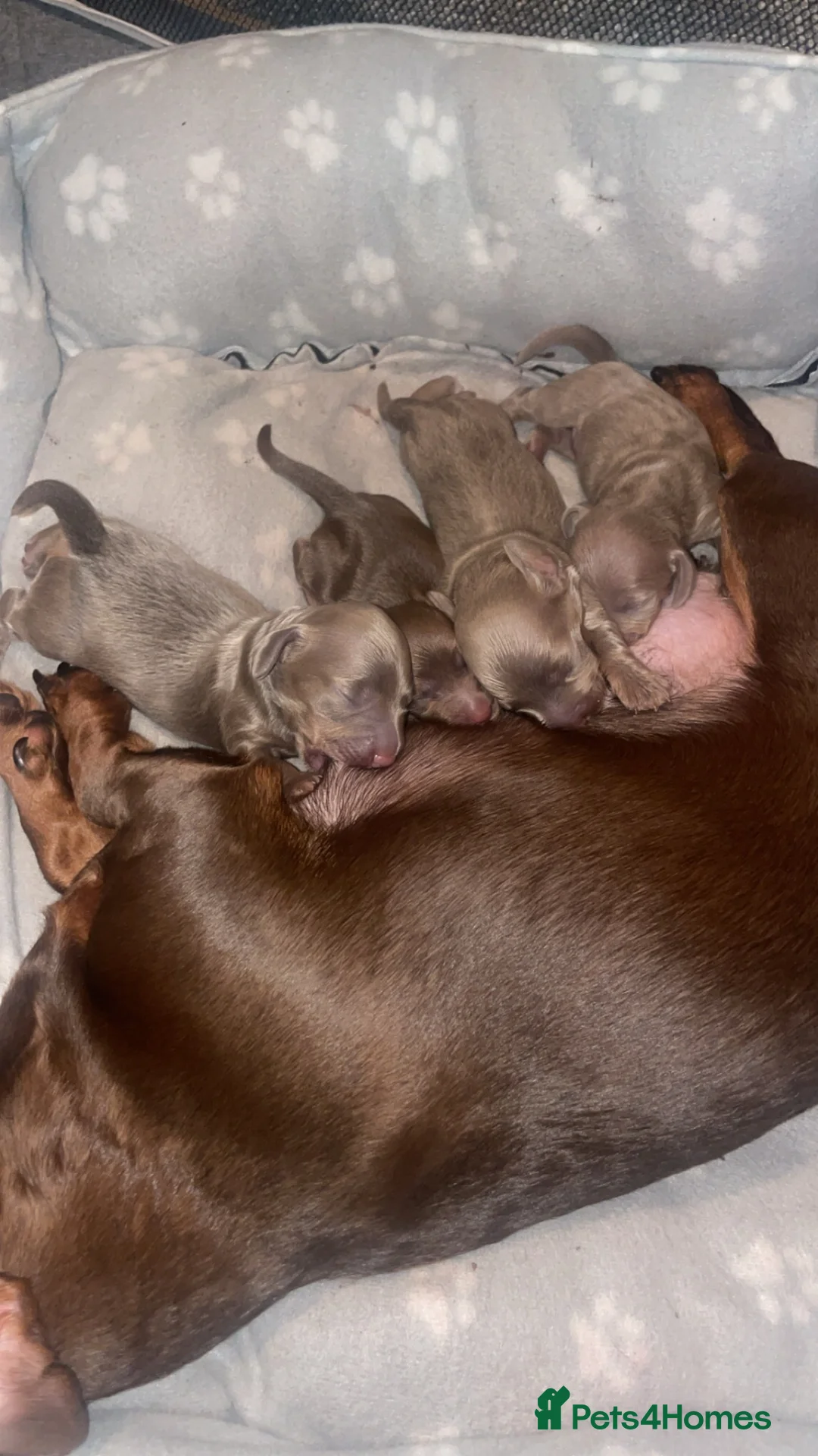 Miniature Dachshund dogs for sale: Dachshunds For Rehoming - Advert 9