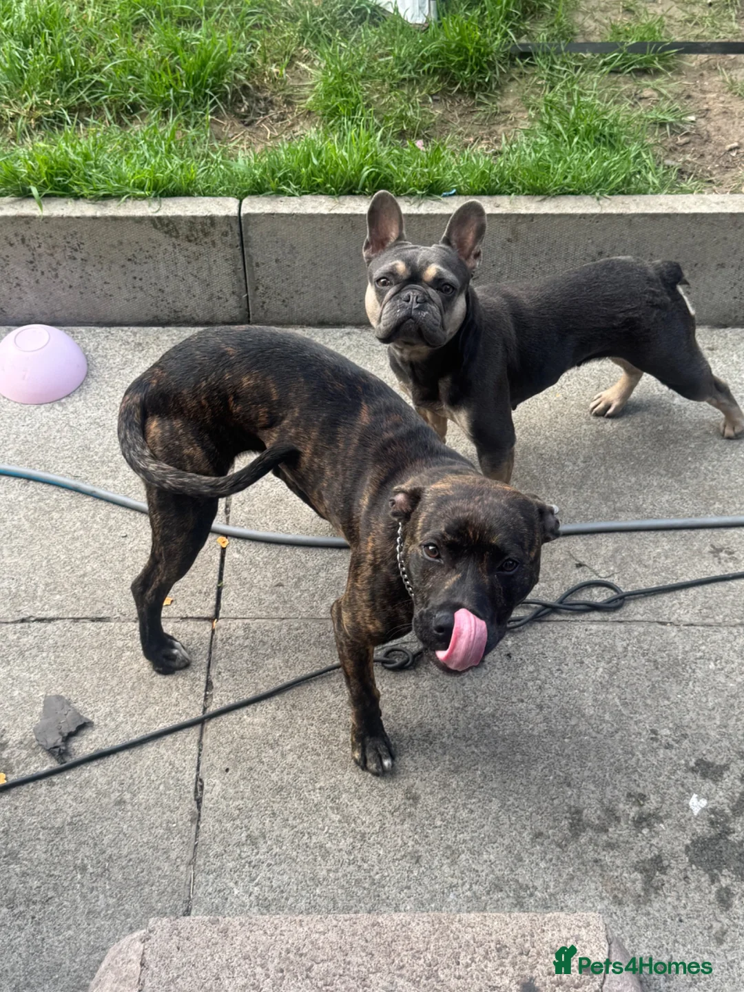 Mixed Breed dogs for sale: Staffy  ** tiff  in Liverpool - Advert 2