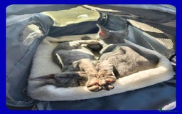 Devon Rex cats for sale: Beautiful GCCF Devon Rex kittens - Image 7
