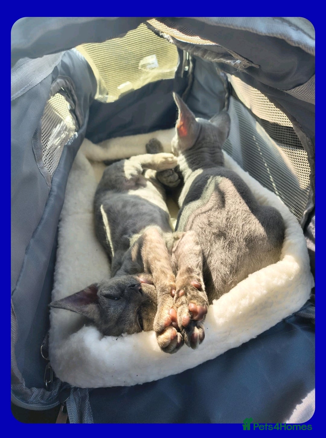 Devon Rex cats for sale: Beautiful GCCF Devon Rex kittens - Image 7