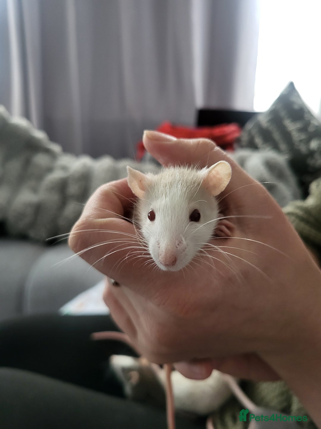 Rat rodents for sale: Mixed baby rats  - Advert 4