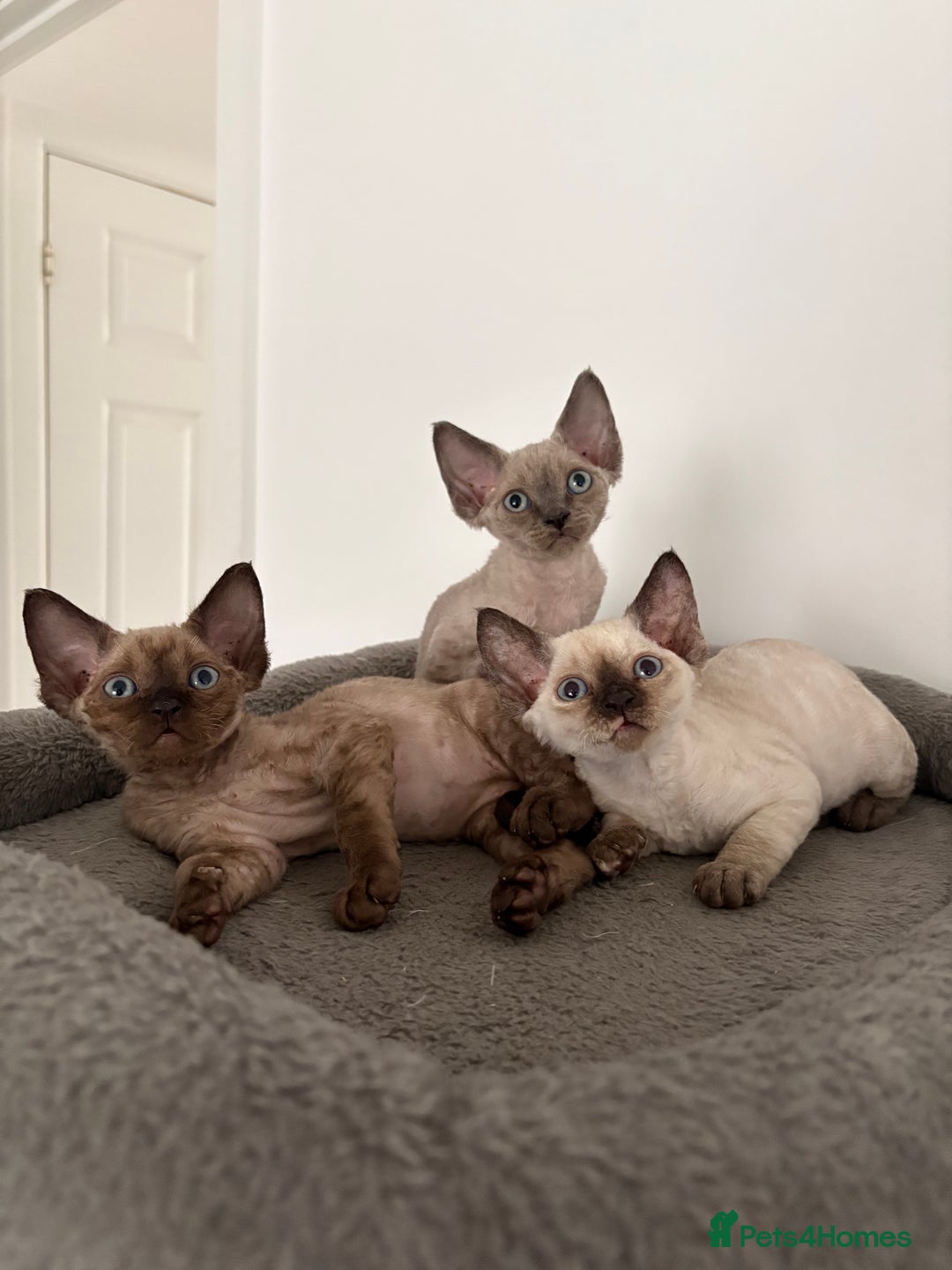 Devon Rex cats for sale: ❤️2 male Devon rex available 😻 - Image 16