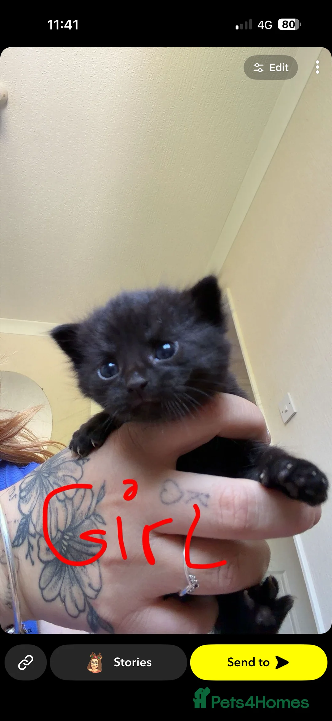 Mixed Breed cats for sale: Kitten for sale  - Advert 2