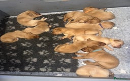Labrador Retriever dogs for sale: KC Labrador puppies  in Morpeth - Image 13
