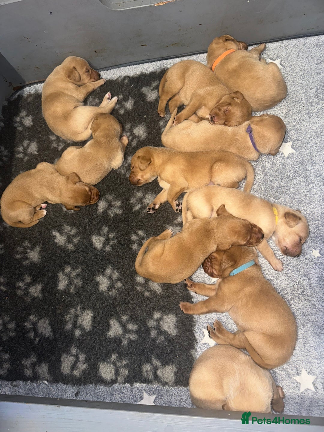 Labrador Retriever dogs for sale: KC Labrador puppies  in Morpeth - Image 13