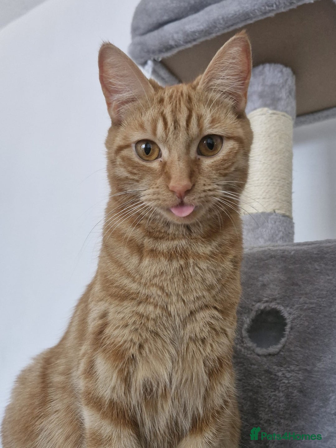 Domestic Shorthair cats for sale: Cat girls - Image 6