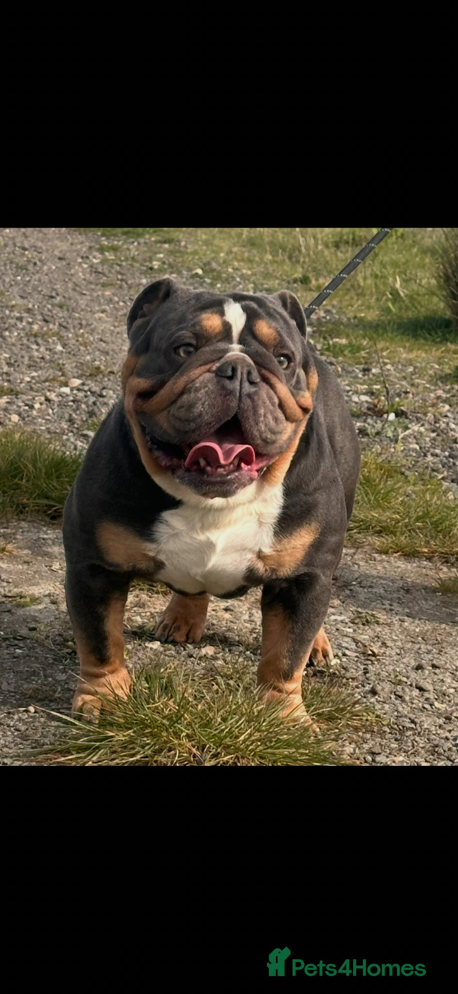 English Bulldog dogs for sale: 🐾 EXCEPTIONAL OLDE ENGLISH BULLDOG PUPPIES 🐾 - Advert 30