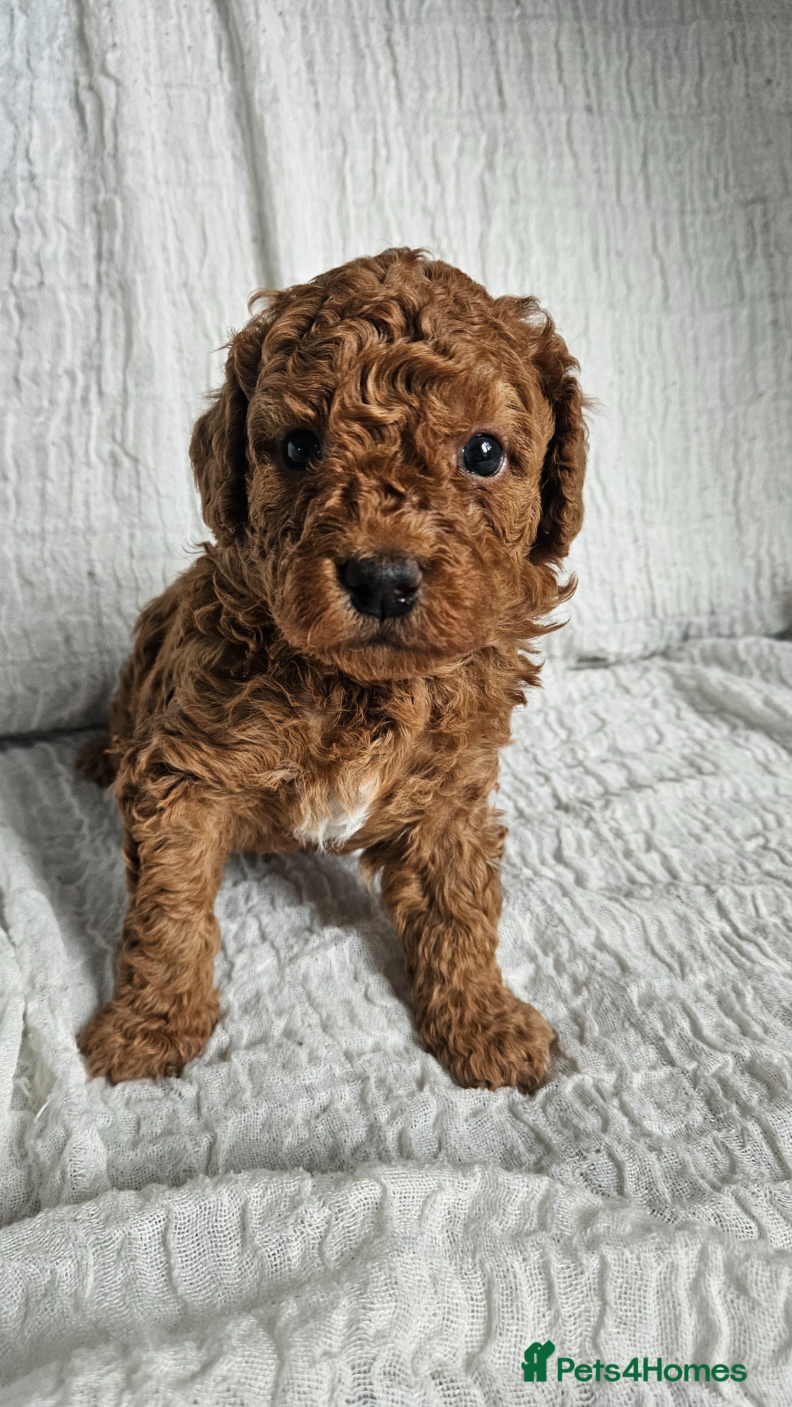 Mini Goldendoodle dogs for sale: 🐾✨ Beautiful Toy Goldendoodle Puppies  ✨🐾 - Advert 33