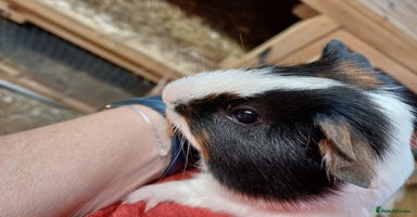 Guinea Pig rodents - Advert 6