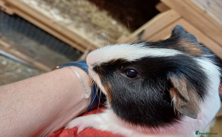 Guinea Pig rodents - Advert 11