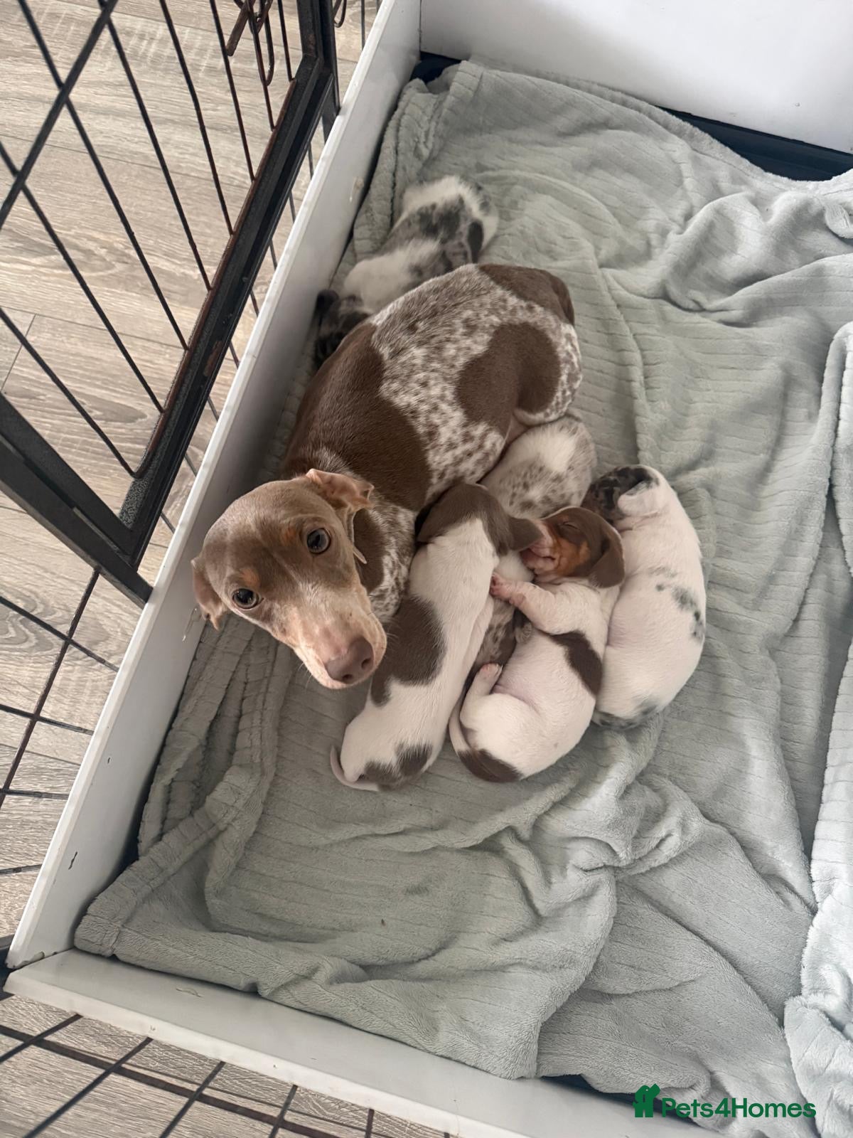 Miniature Dachshund dogs Ready to leave, pied miniature dachshunds - Advert 2