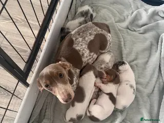 Miniature Dachshund dogs Ready to leave, pied miniature dachshunds - Advert 2