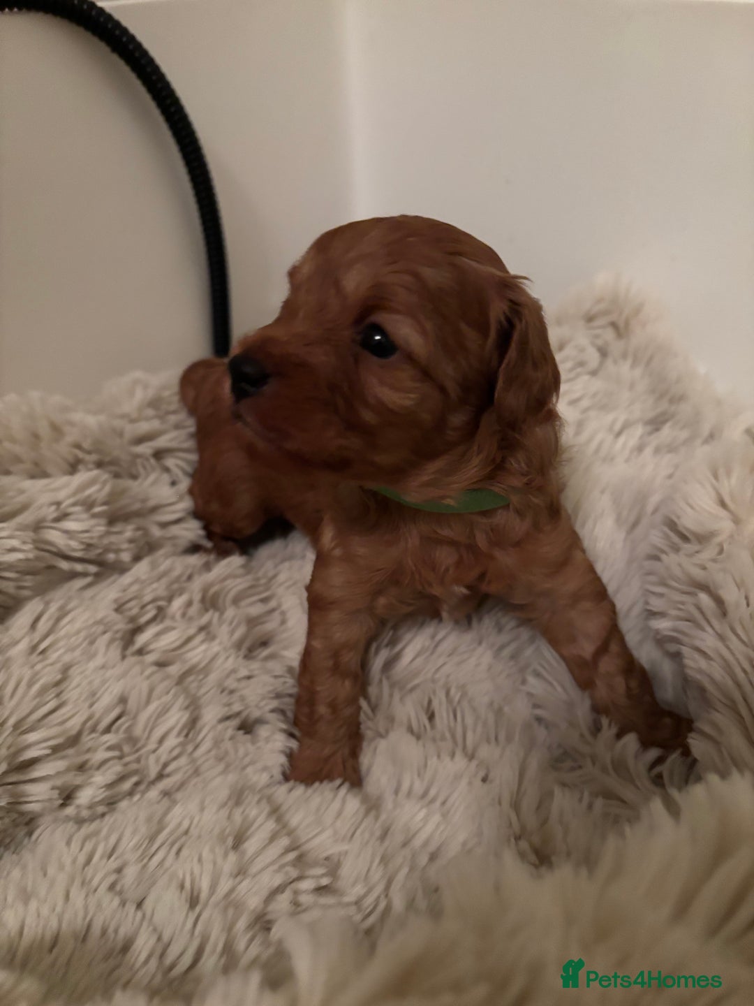 Cavapoo dogs for sale: Extensively health tested F1b Red Cavapoo’s - Advert 8