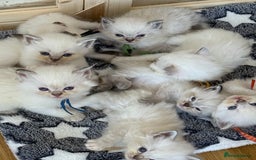 Ragdoll cats for sale: Gccf registered ragdoll kittens  - Image 11