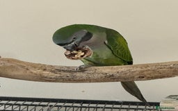 Parakeets birds for sale: Derby parrot - Image 5