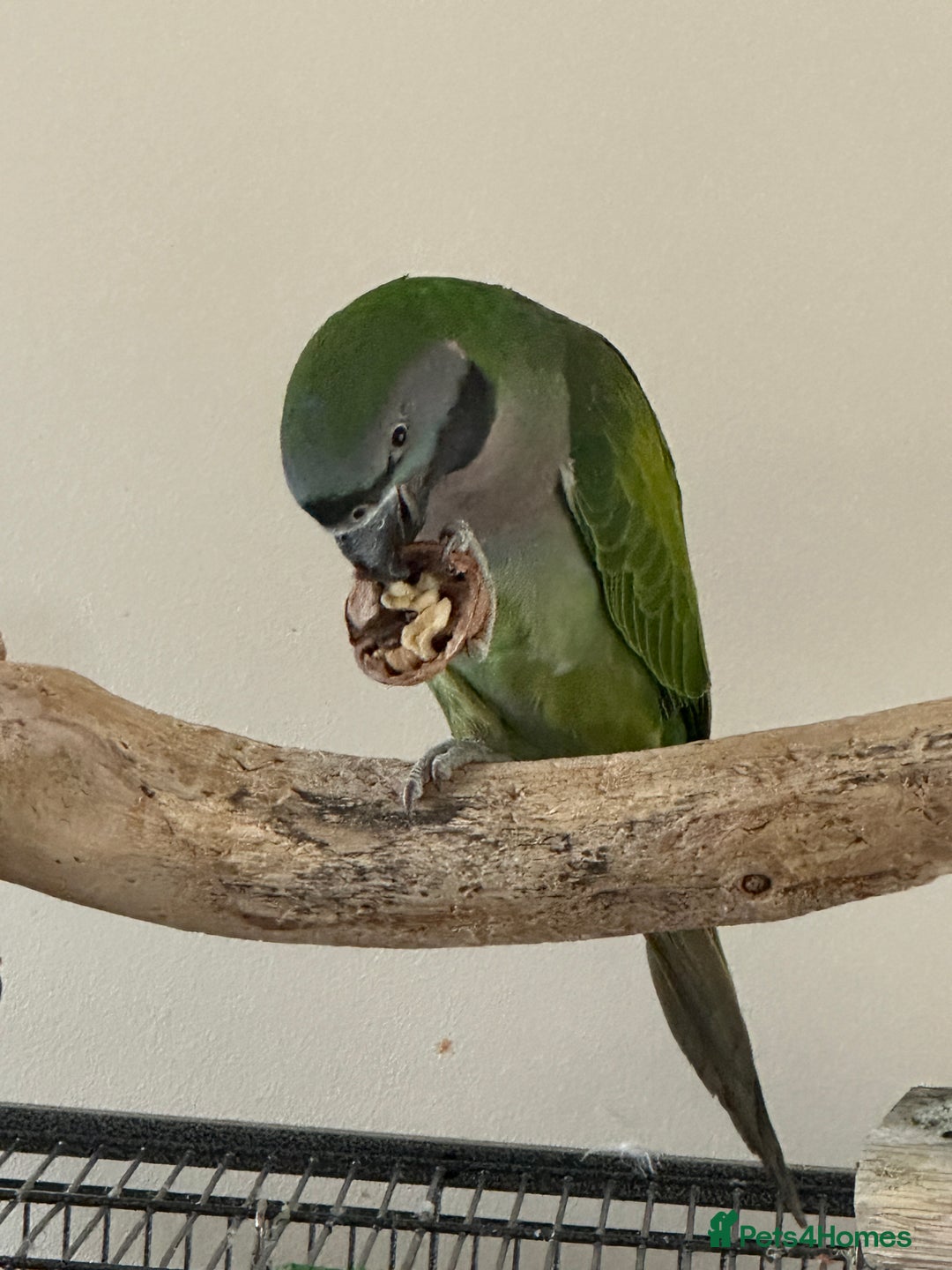 Parakeets birds for sale: Derby parrot - Image 5