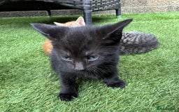 Brazilian Shorthair cats for sale: Kittens  - Image 3