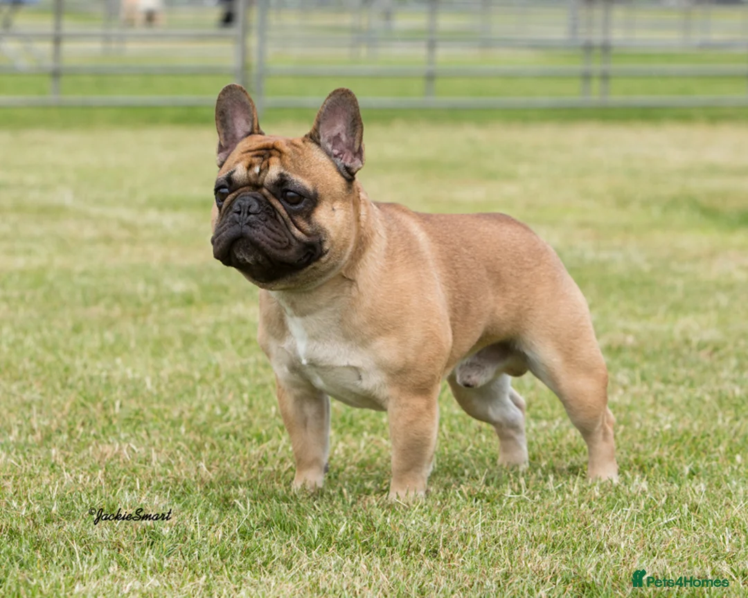 French Bulldog dogs for stud: Henri show winning red fawn stud  - Advert 4