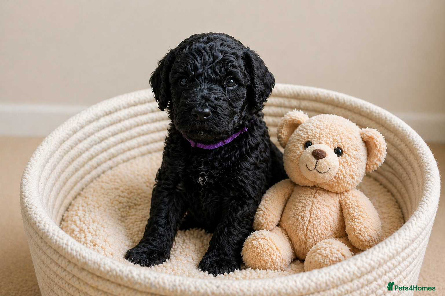 Labradoodle dogs F4 Black Labradoodle Puppy Health tested/ contract - Advert 1