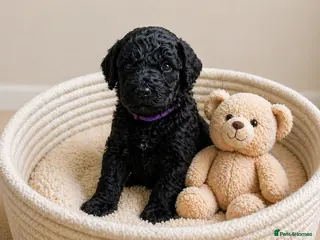 Labradoodle dogs F4 Black Labradoodle Puppy Health tested/ contract - Advert 2