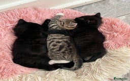 Mixed Breed cats for sale: Super cute fun kittens - Image 6