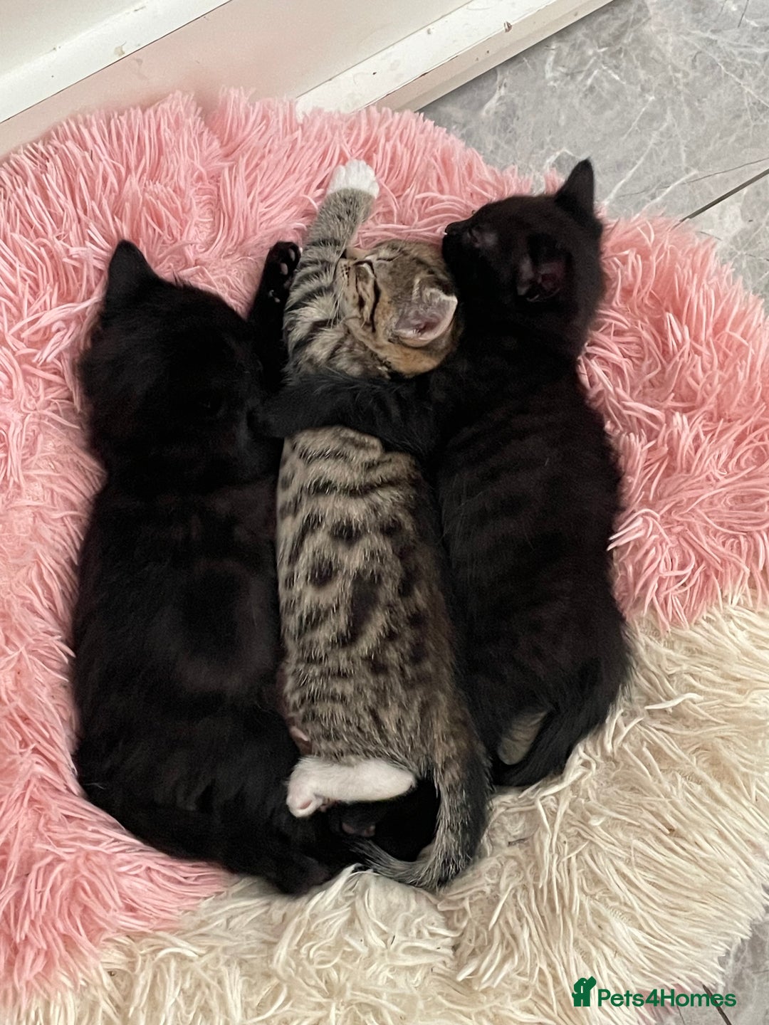 Mixed Breed cats for sale: Super cute fun kittens - Image 6