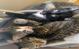 Mixed Breed cats for sale: 3 kittens for sale in Bradford - Image 6